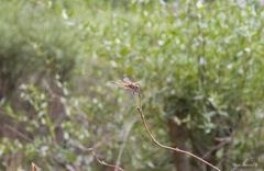 Sympetrum vulgatum