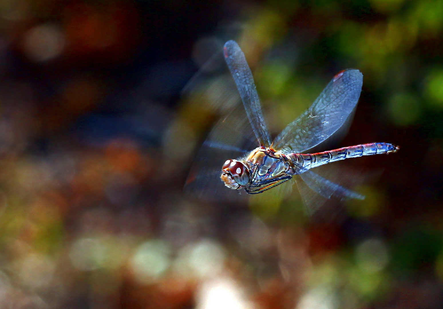 Sympetrum vulgatum, Gemeine Heidelibelle fliegend