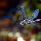 Sympetrum vulgatum, Gemeine Heidelibelle fliegend