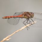 Sympetrum Vulgatum (m)