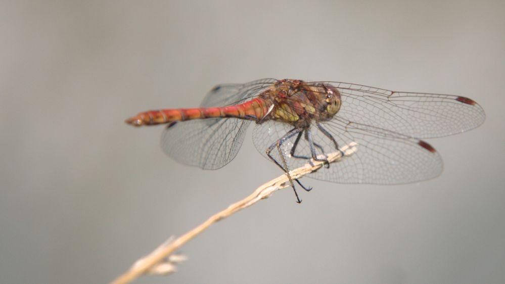 Sympetrum Vulgatum (m)