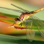 Sympetrum vulgatum M - juvénile