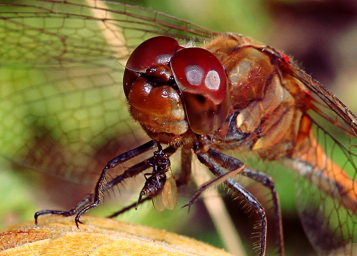 Sympetrum vulgatum, Portrait, Gemeine Heidelibelle mit Beute