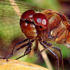 Sympetrum vulgatum, Portrait, Gemeine Heidelibelle mit Beute