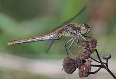 Sympetrum vulgatum Weibchen