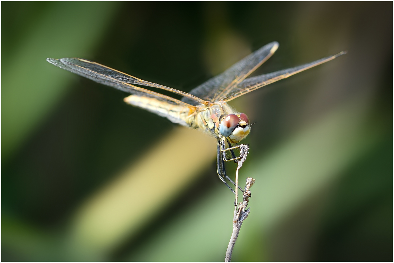 Sympetrum (w)