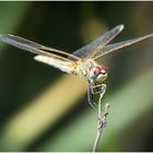 Sympetrum (w)