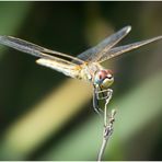 Sympetrum (w)