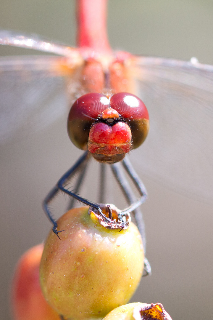 Sympetrum yeux