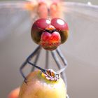 Sympetrum yeux