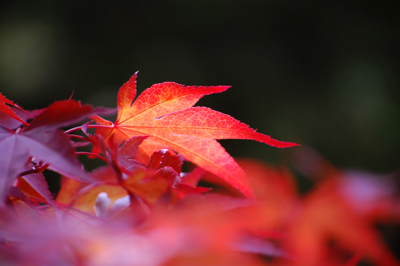 Symphonie de couleur