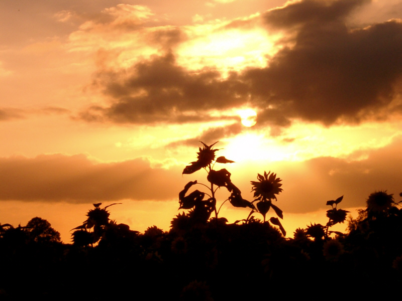 Symphonie der Natur