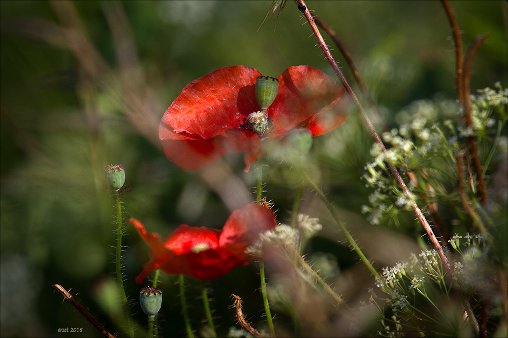 Symphonie des Sommers