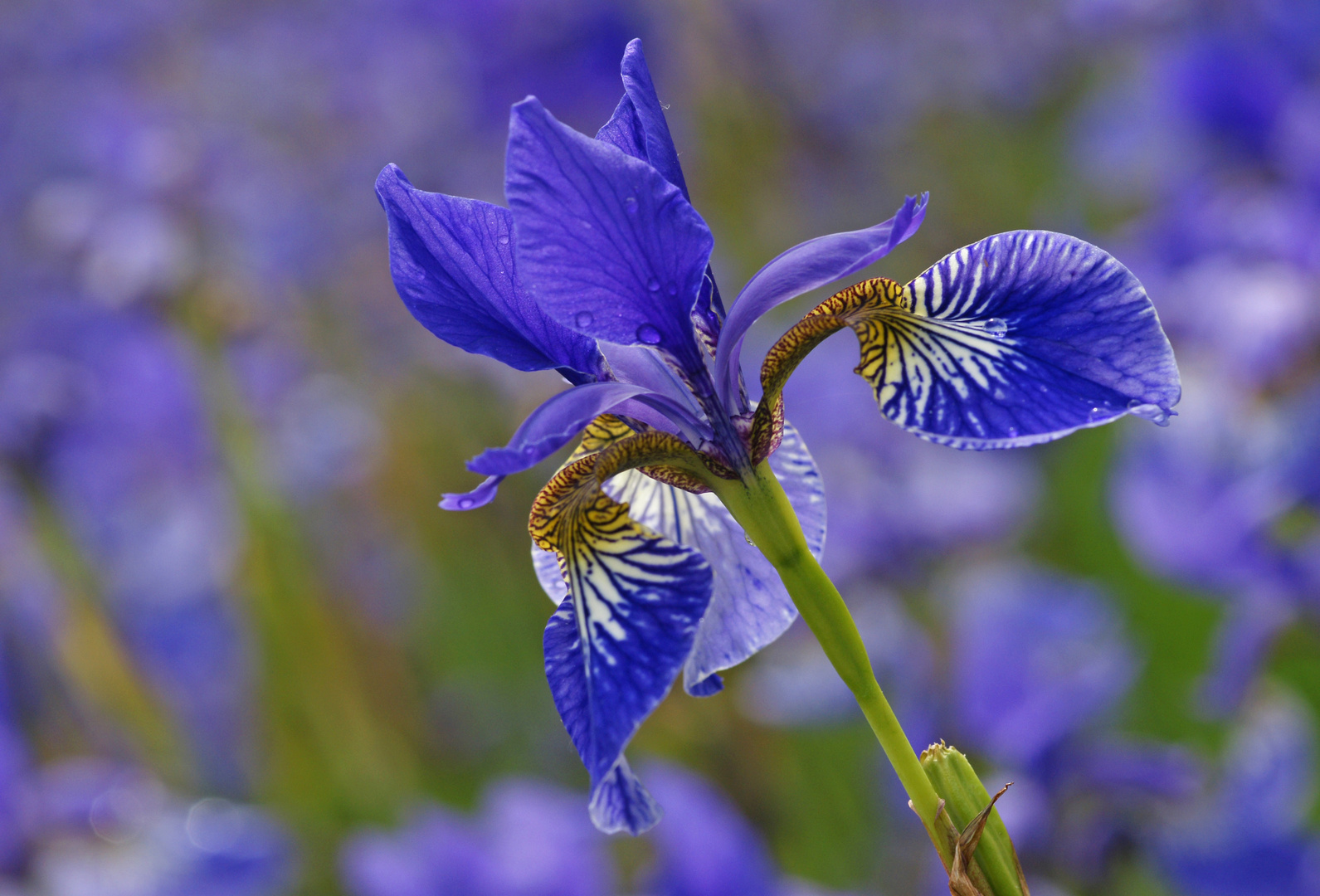 Symphonie en bleu