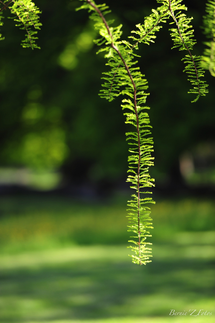 Symphonie en vert majeur