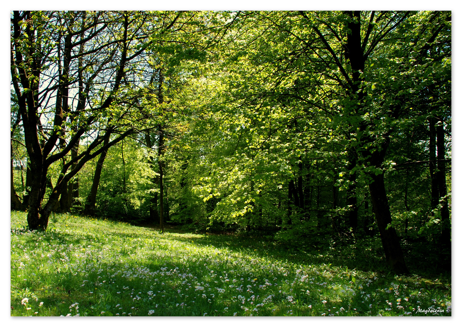 Symphonie en verts