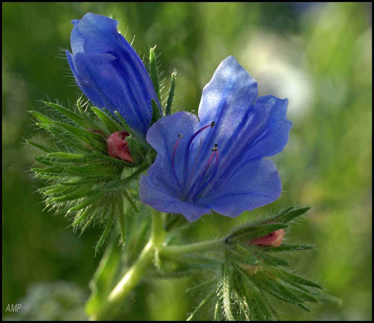 Symphonie in Blau 1