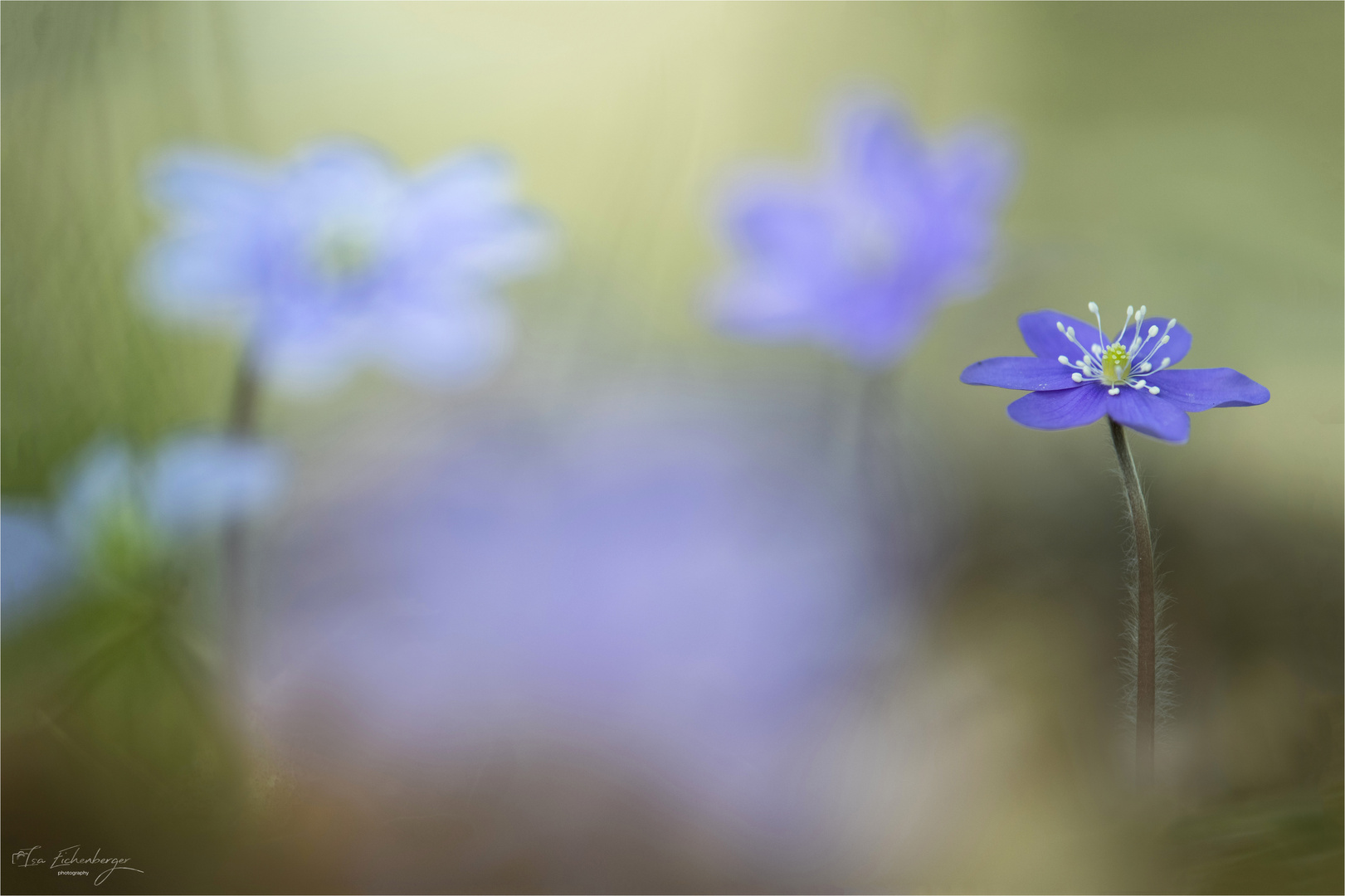 Symphonie in Blau