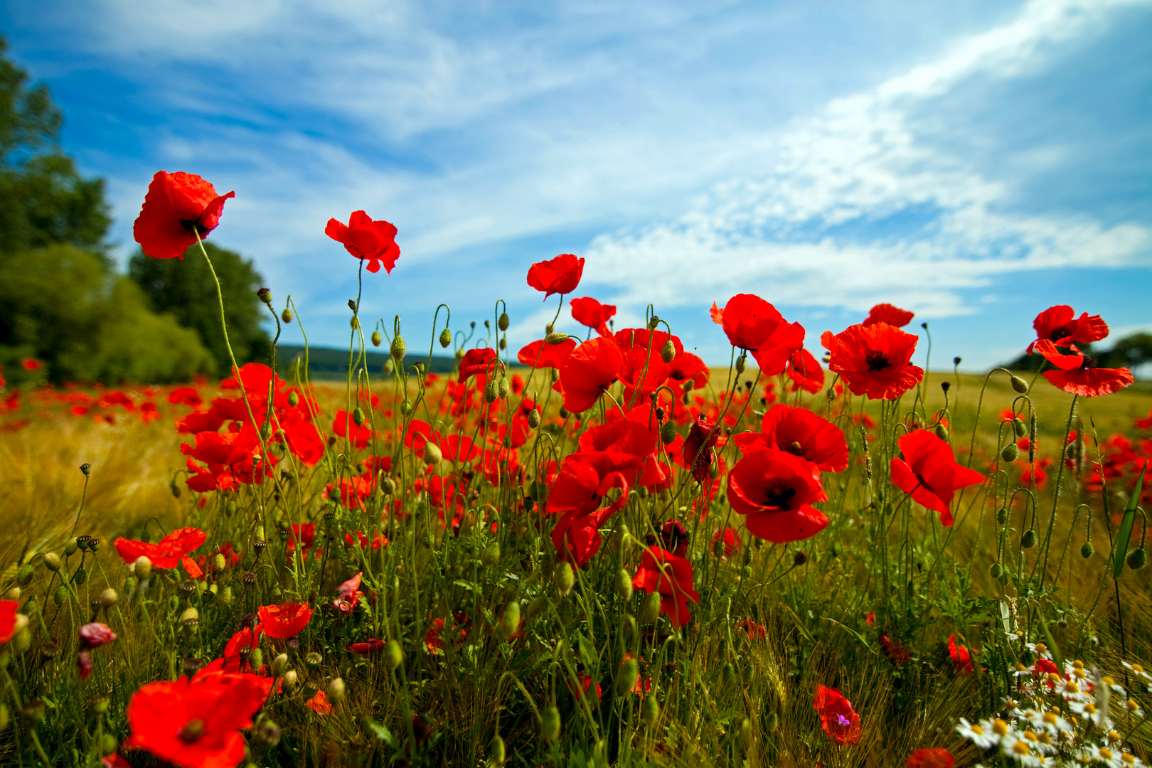 Symphonie in Mohn