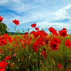 Symphonie in Mohn