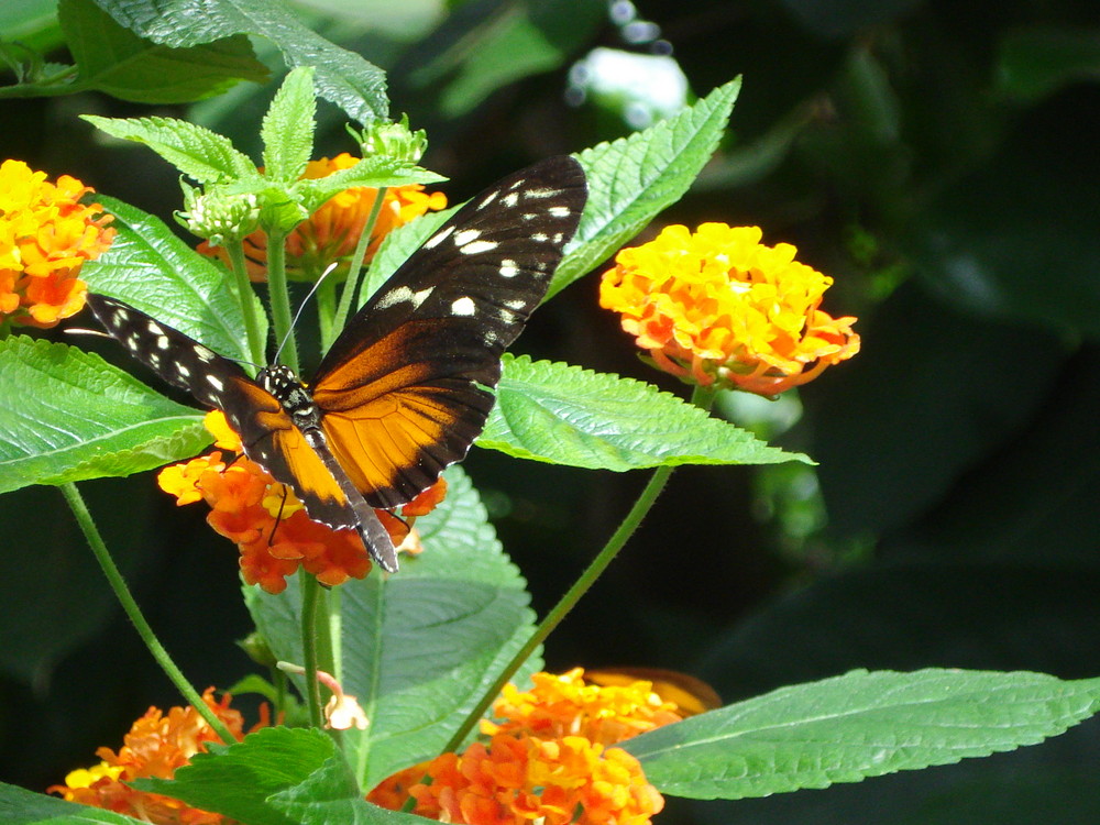 Symphonie in Orange