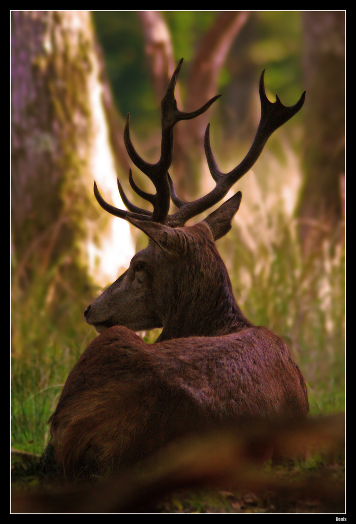 ...Symphonie pour cerf en contre-jour...