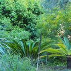 Symphonie verte dans le Jardin du Val Rahmeh