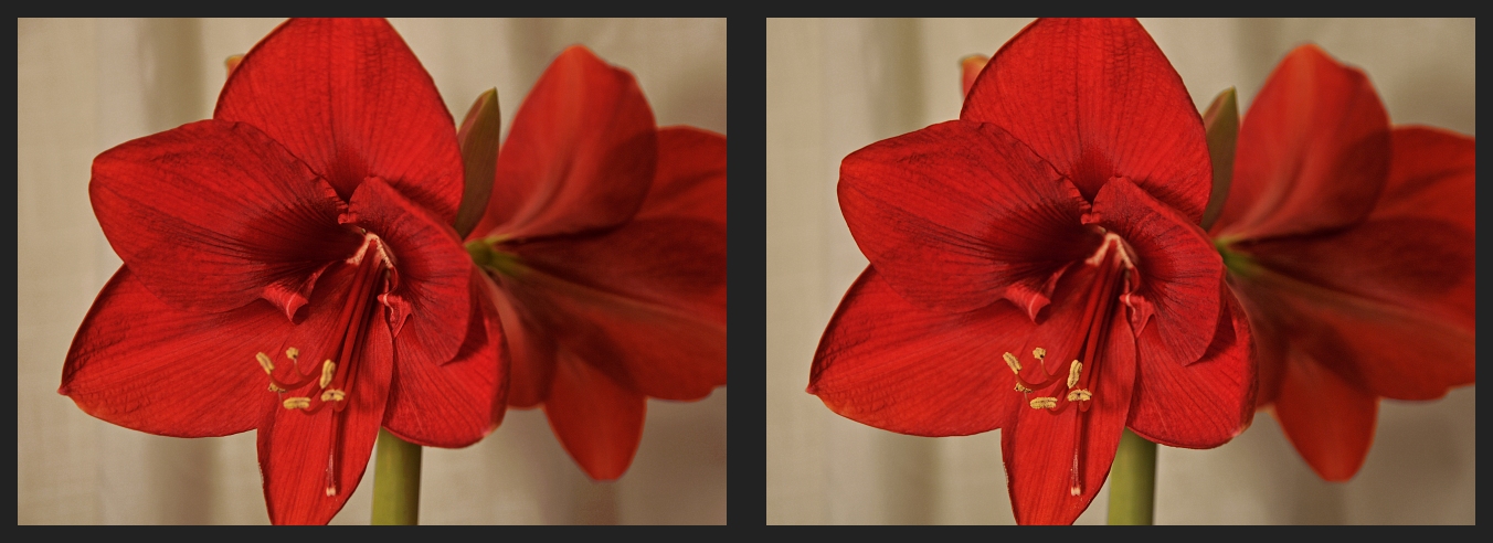 Symphony Amaryllis