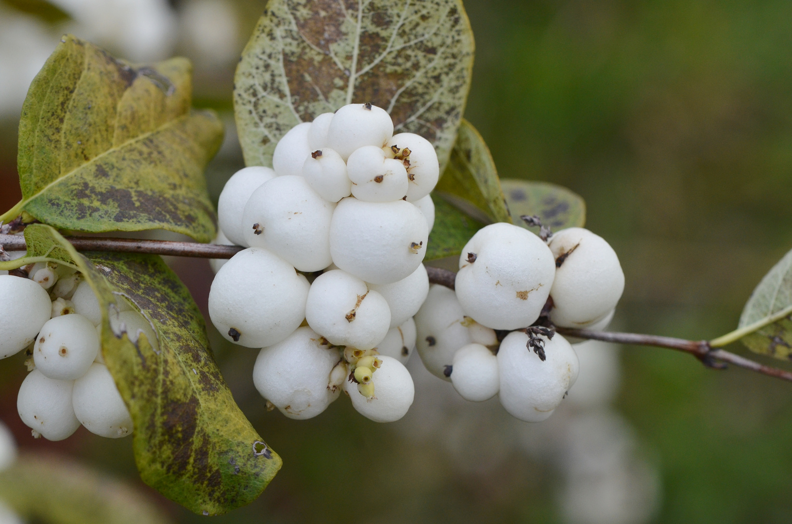 Symphoricarpos albus