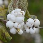 Symphoricarpos albus