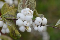 Symphoricarpos albus