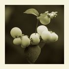 Symphoricarpos - Schneebeere