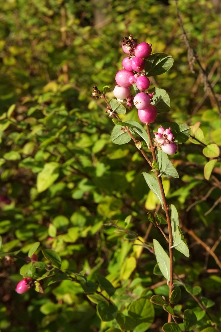 Symphorine rose Mother of Pearl  