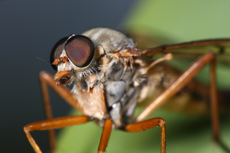 Symphoromyia immaculata