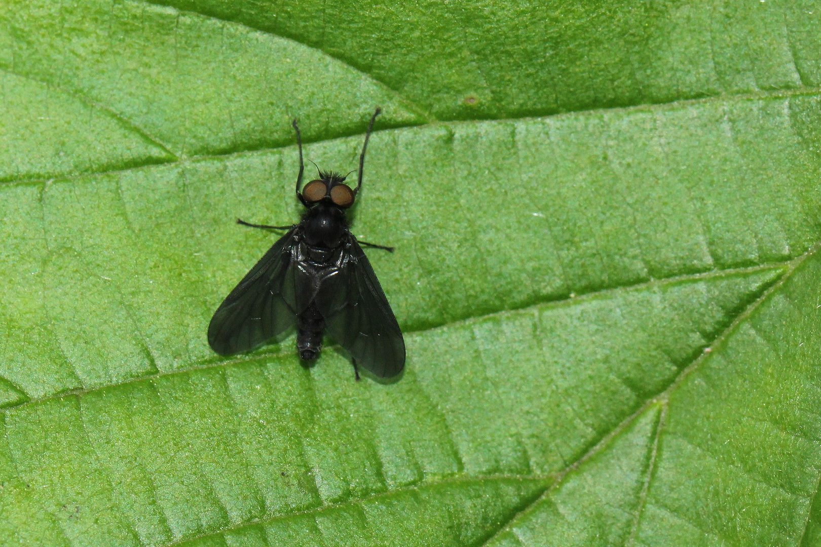 Symphoromyia melaena