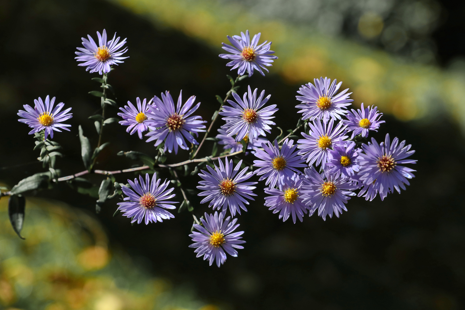 Symphyotrichum novibelgii New York Aster Foto & Bild reportage