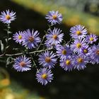 Symphyotrichum novi-belgii - New York Aster