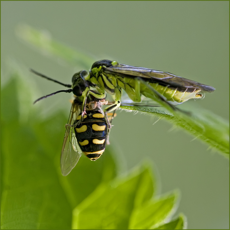 Symphyte dégustant un syrphe