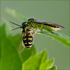 Symphyte dégustant un syrphe