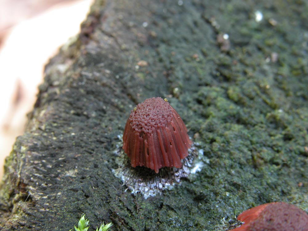 Symphytocarpus flaccidus