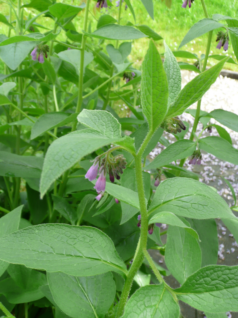 Symphytum asperum Lepechin, raue Wallwurz, consoude rude, consolida aspra