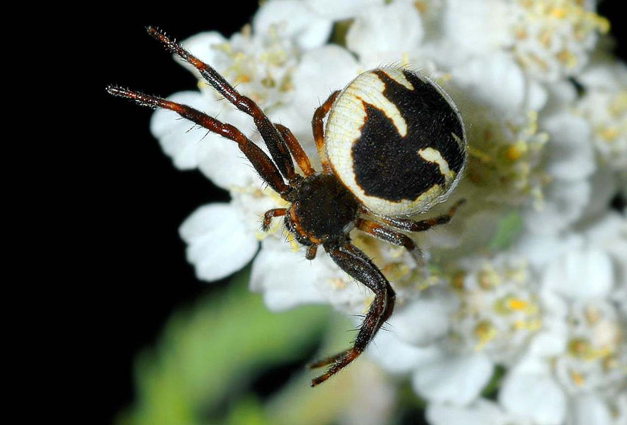 Synaema globosum