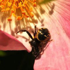 Synaema globosum - eine seltene Krabbenspinne aus der Familie der Thomisidae