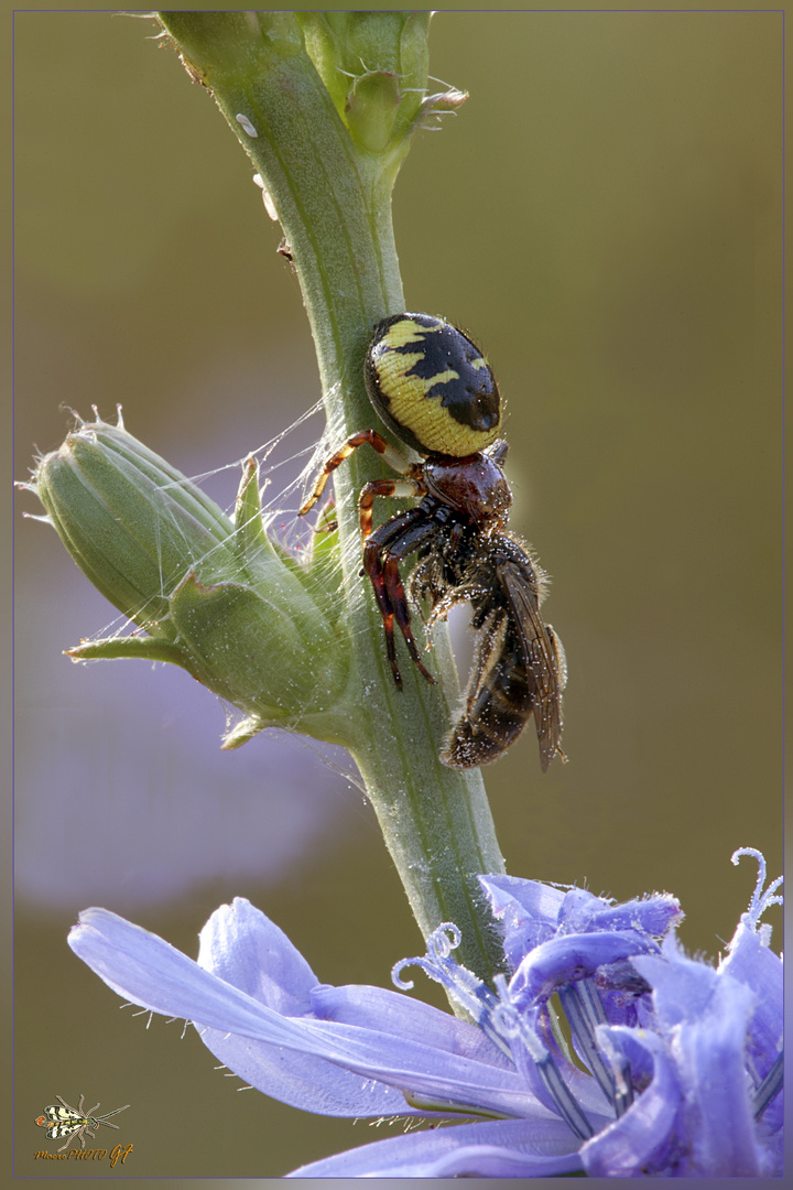 SYNAEMA GLOBOSUM ( Fabricius, 1775 )