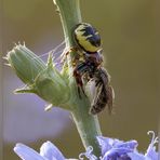 SYNAEMA GLOBOSUM ( Fabricius, 1775 )