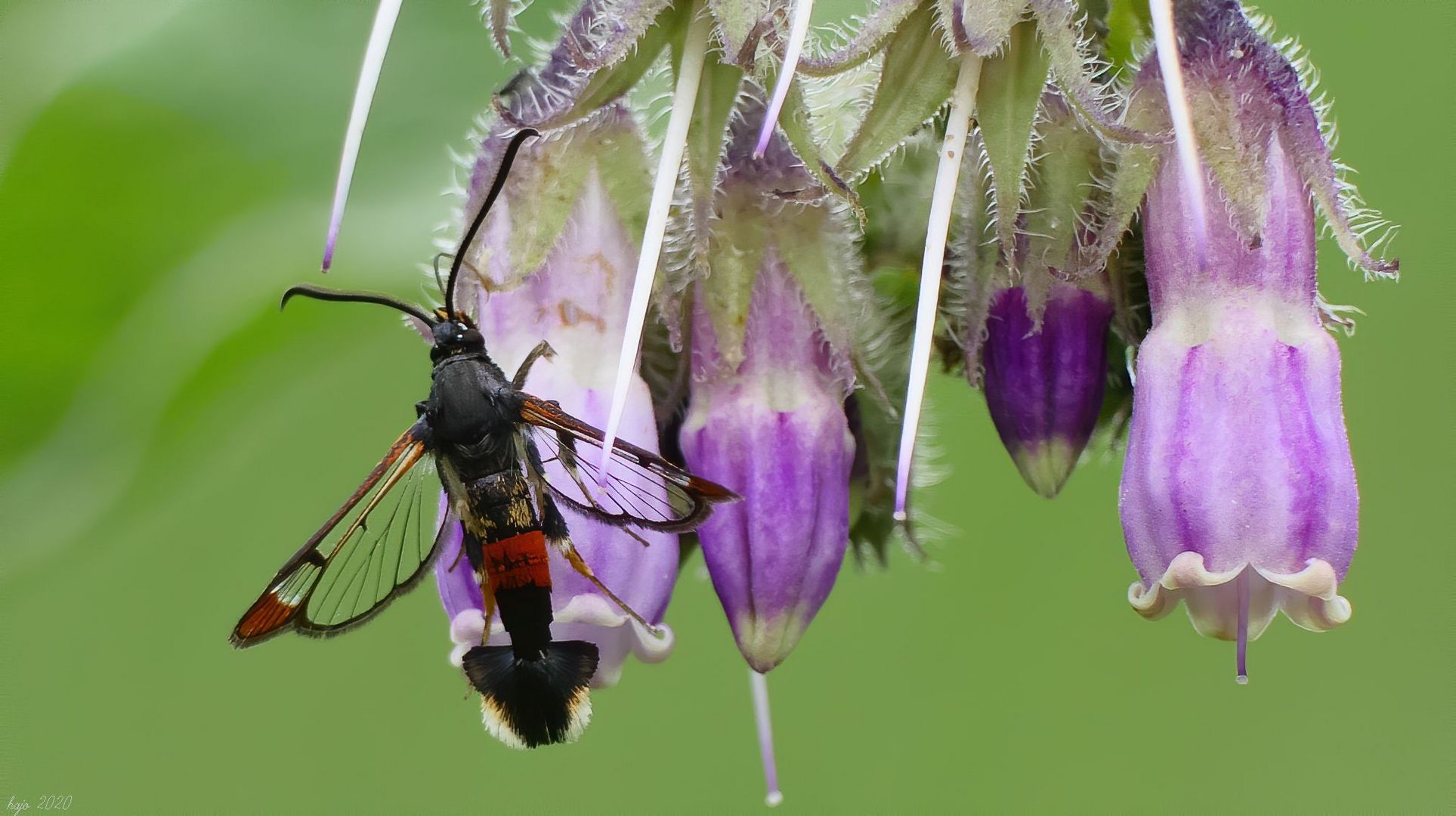 *  (Synanthedon formicaeformis) auf (Symphytum officinale) *