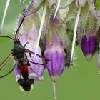 *  (Synanthedon formicaeformis) auf (Symphytum officinale) *