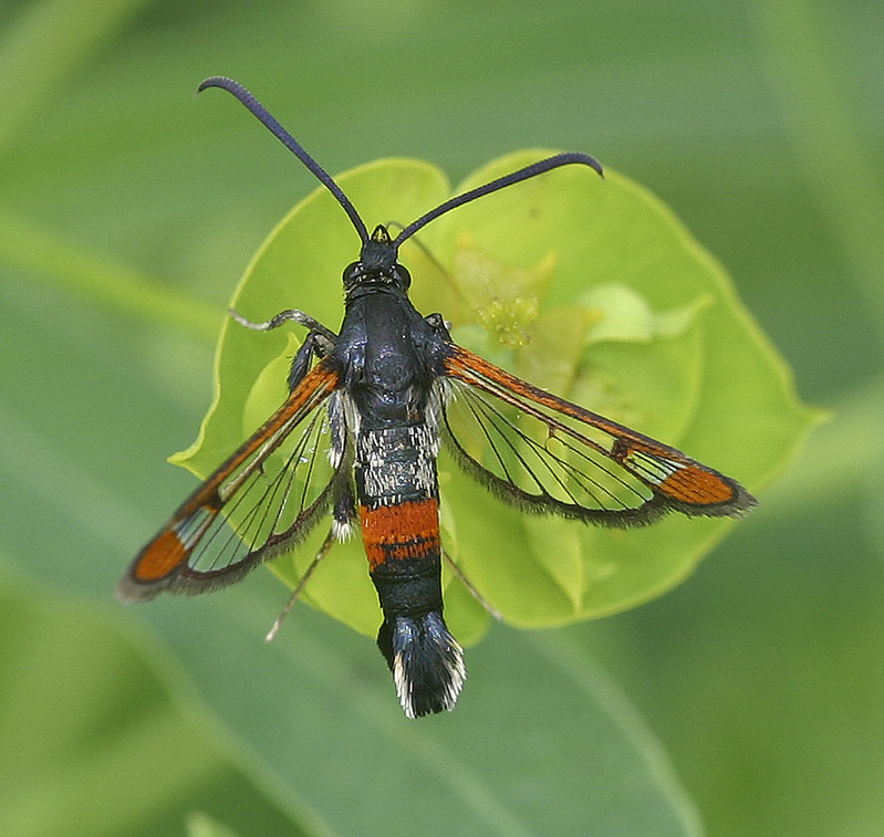 Synanthedon formicaeformis - Red-tipped Clearwing
