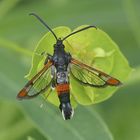 Synanthedon formicaeformis - Red-tipped Clearwing