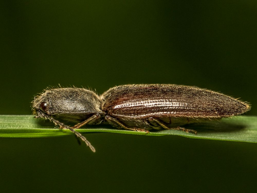 Synaptus filiformis, der behaarte